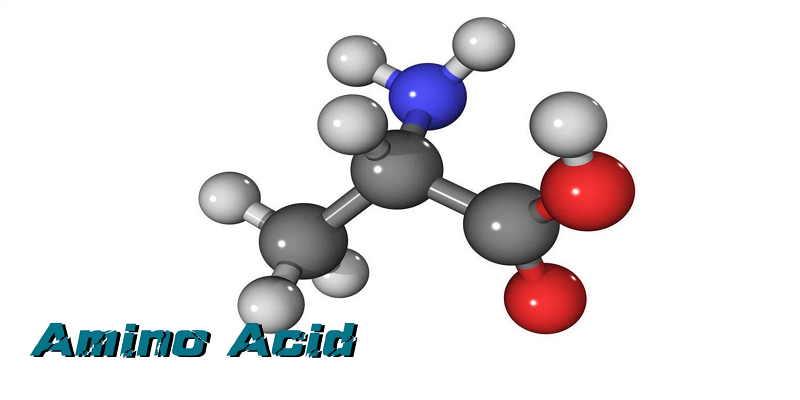 الأحماض الأمينية متفرعة السلسلة (BCAAs)