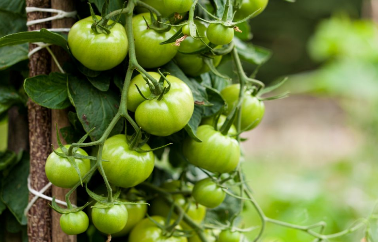 هل تعد الطماطم الخضراء سامة ولا يمكن القيام بتناولها؟