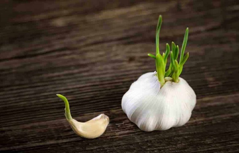 8 فوائد صحية تعود على الجسم عند تناول الثوم المنبت