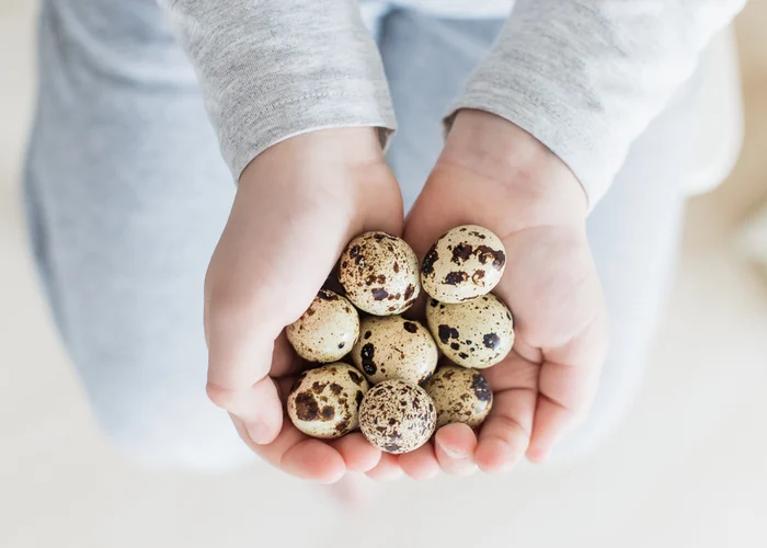 فوائد بيض السمان