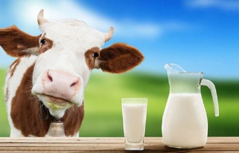 فوائد الحليب كامل الدسم