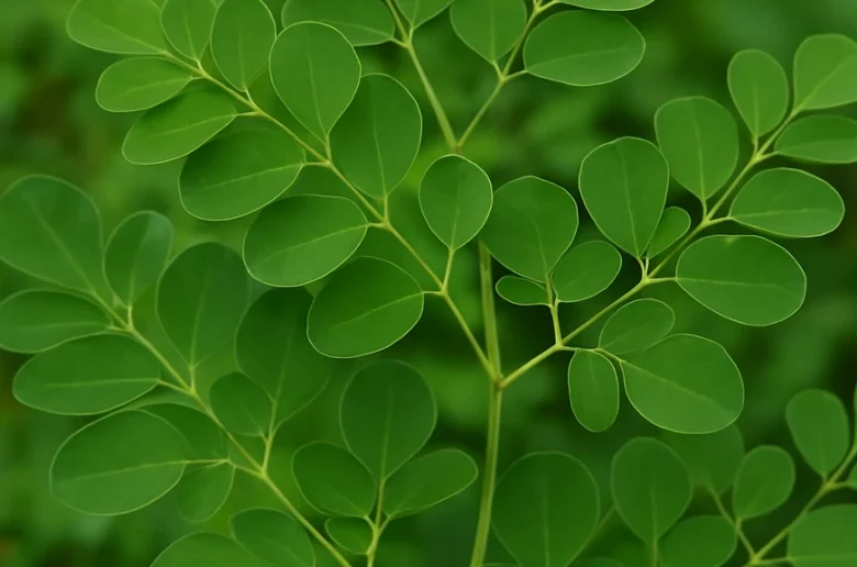 مضغ أوراق المورينجا بشكل يومي