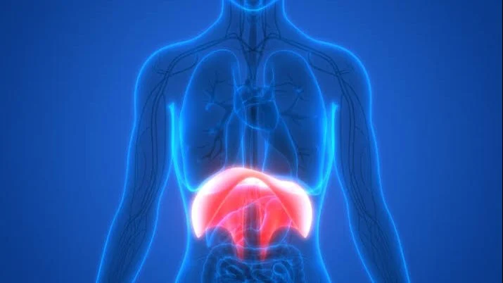 النظام الغذائي لمرضى فتق الحجاب الحاجز