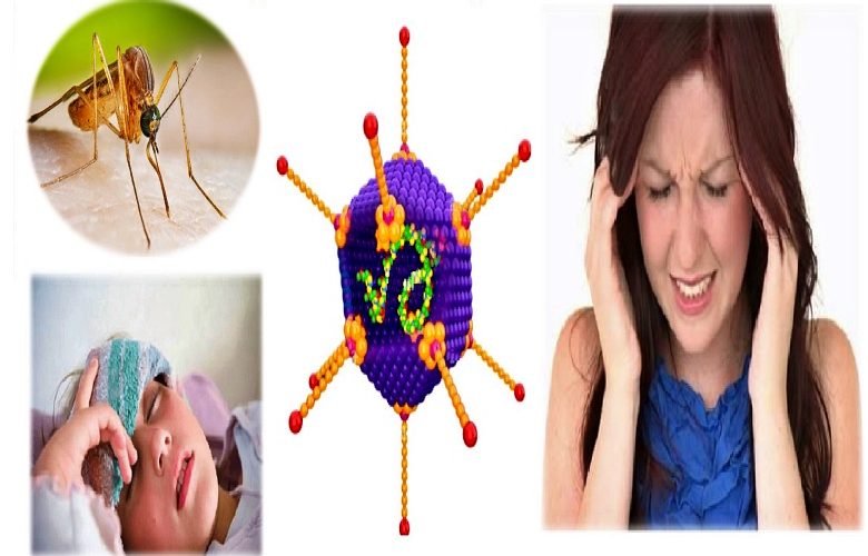 التهاب الدماغ الياباني.. ما هو؟ وما هي أهم الأعراض الدالة على الإصابة به؟