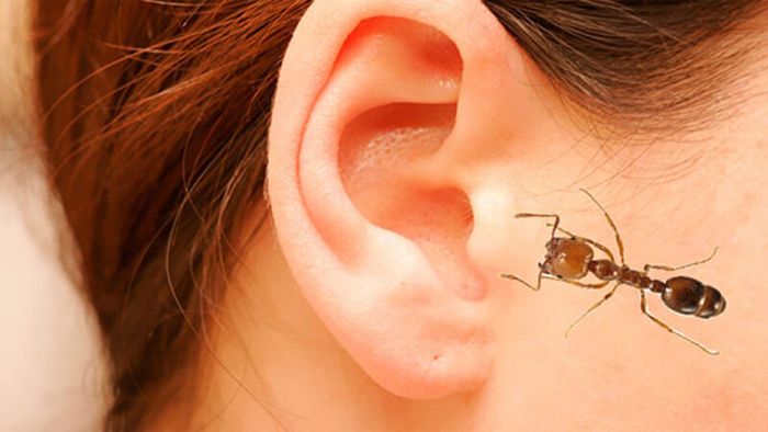 مايجب فعله عند دخول حشرة إلى الأذن ؟