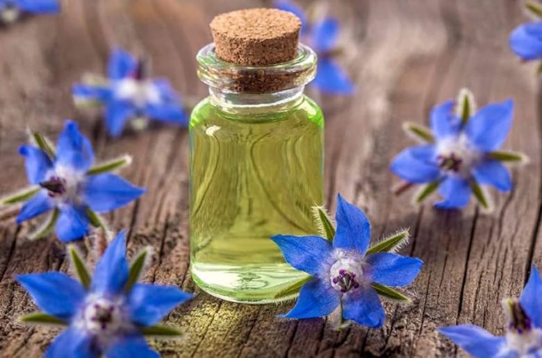 فوائد زيت عشبة لسان الثور