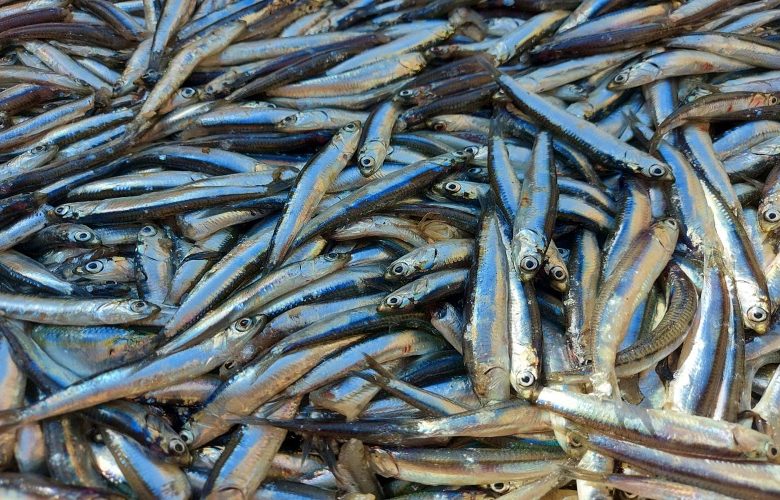 ما هي أهم المنافع التي تعود على الجسم عند تناول سمك البساريا؟ ما هي أهم المنافع التي تعود على الجسم عند تناول سمك البساريا؟