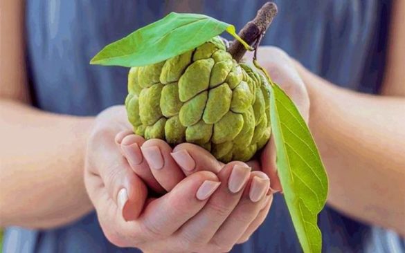 3 مجموعات من الواجب عليهم تناول فاكهة القشطة