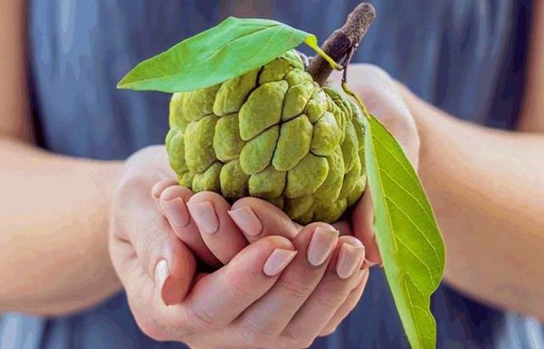 3 مجموعات من الواجب عليهم تناول فاكهة القشطة 3 مجموعات من الواجب عليهم تناول فاكهة القشطة