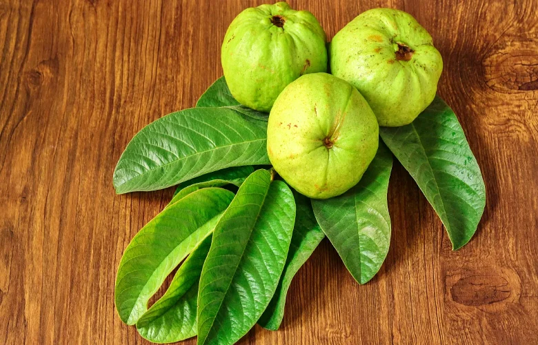 5 فوائد صحية لمضغ أوراق الجوافة في الصباح 5 فوائد صحية لمضغ أوراق الجوافة في الصباح