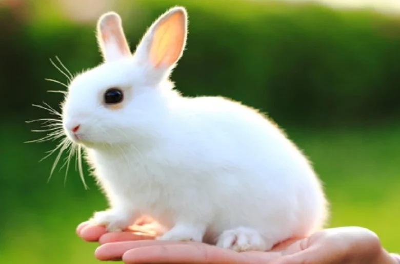 فوائد لحوم الأرانب فوائد لحوم الأرانب