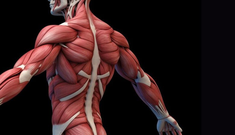 الآثار الجانبية لمرخيات العضلات