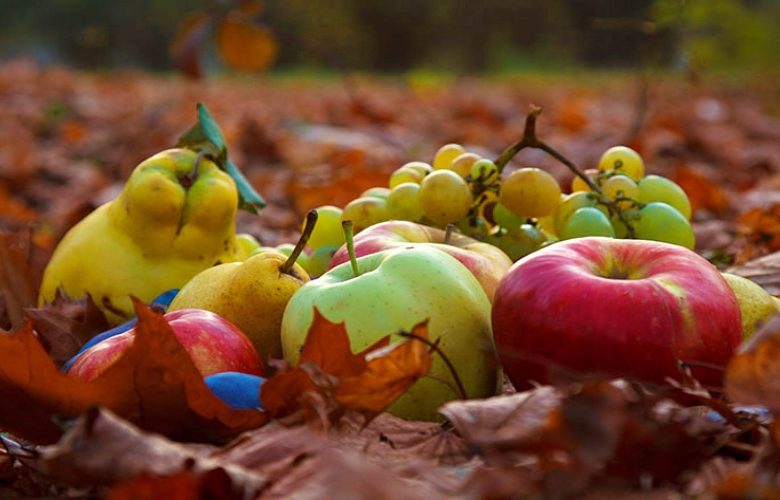 5 أنواع من فواكه الخريف تعمل على تطهير الجسم ودعم اللياقة البدنية