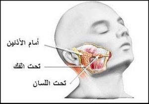 أنواع الغدد اللعابية