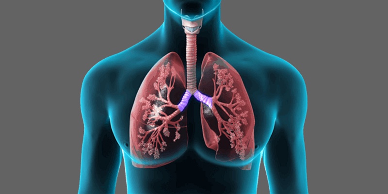 الرئتان ودورهما داخل جسم الإنسان