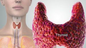 الوظيفة الرئيسية للغدة الدرقية