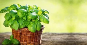 عشبة الريحان