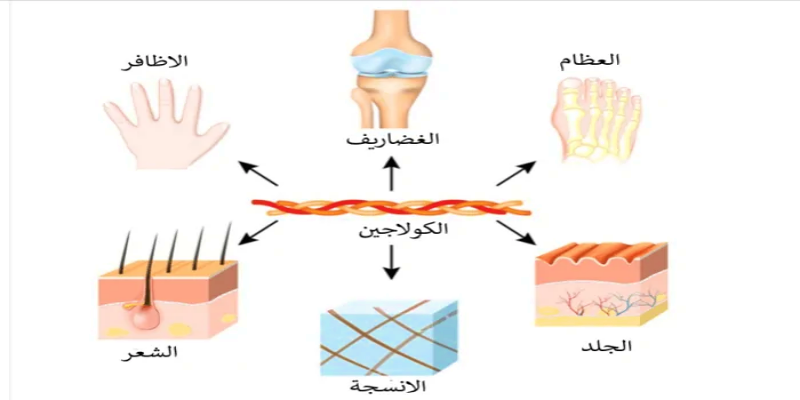 ما هو الكولاجين وكيف ينتجه الجسم؟