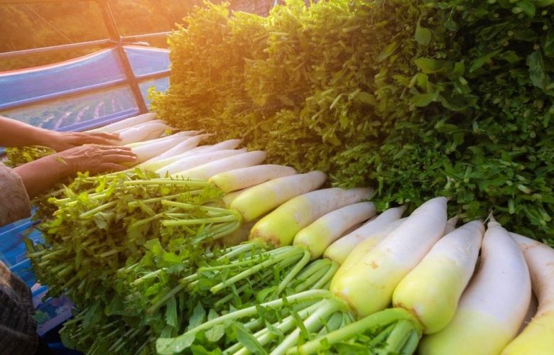 7 أسباب تجعلنا نقوم بتناول الفجل الأبيض في الشتاء