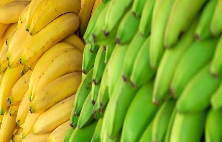 أيهما أفضل لفقدان الوزن الموز الأخضر أم الموز الناضج؟