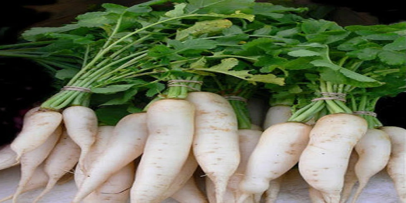 الآثار الجانبية الناتجة عن الإفراط في تناول الفجل الأبيض