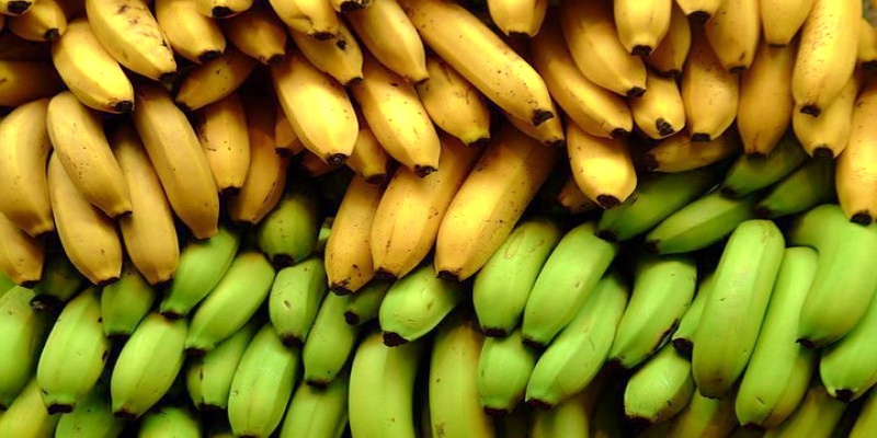 التركيب الغذائي حسب مستوى نضج الموز