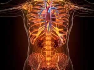 تقوية عضلات الجذع