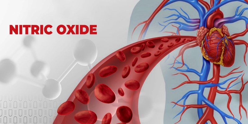 &nbsp;دور الدورة الدموية وأكسيد النيتريك في الصحة الجنسية
