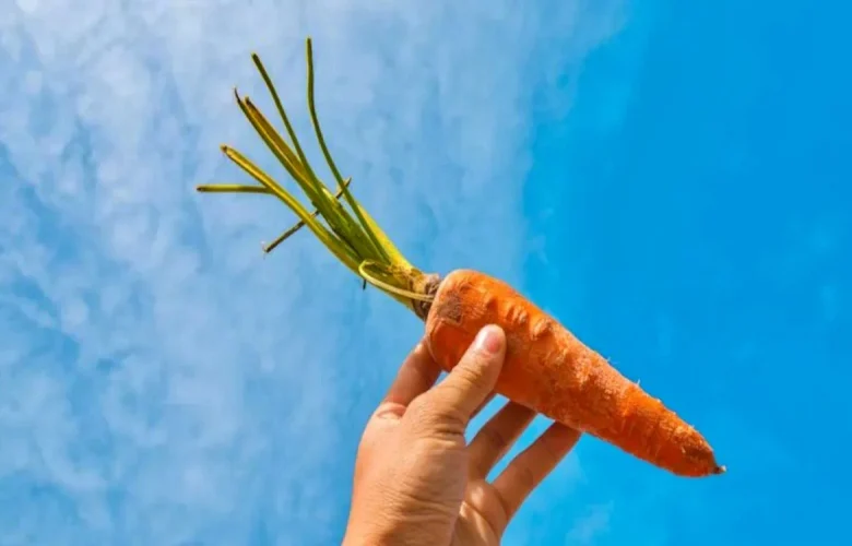 ما فوائد تناول الجزر خلال فصل الشتاء؟