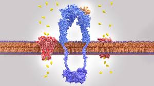 زيادة حالة مقاومة الأنسولين