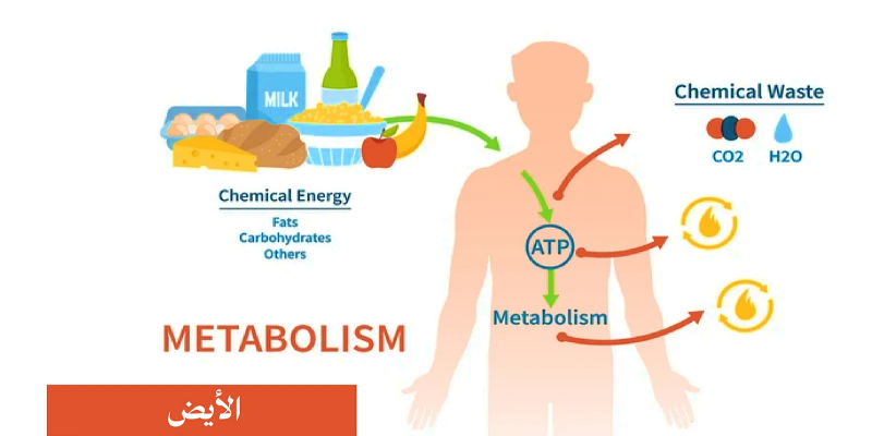 ما هو دور الأيض في الصحة العامة؟