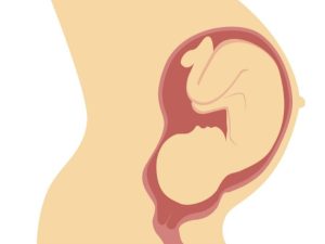 ماهو الدور الرئيسي لعنق الرحم خلال فترة الحمل ؟