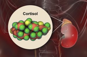 تأثير هرمون الكورتيزول على التمثيل الغذائي
