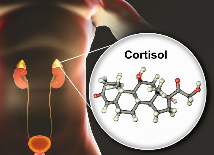 تأثير هرمون الكورتيزول على التمثيل الغذائي