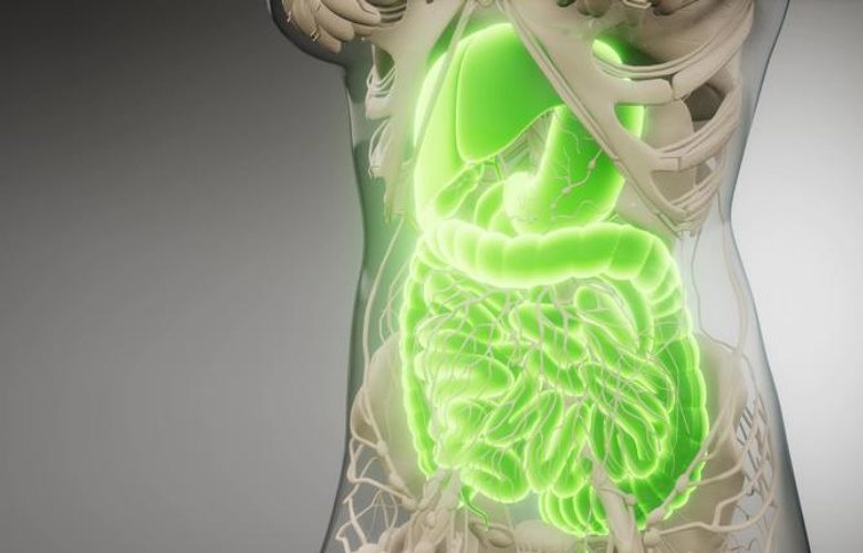 نصائح هامة لدعم صحة الجهاز الهضمي