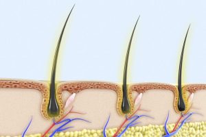 بصيلات الشعر الخفية