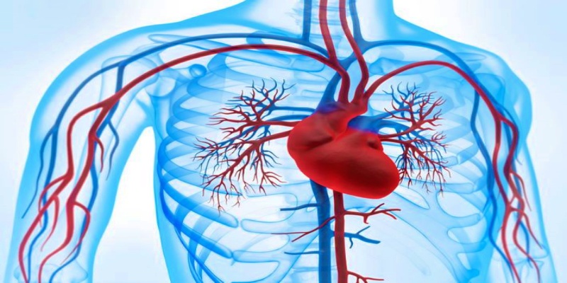 حماية خلايا الأوعية الدموية من التلف