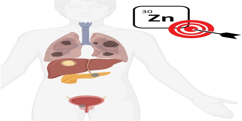 دور عنصر الزنك&nbsp;في داخل الجسم
