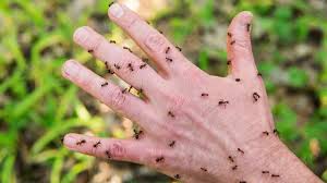 هل يعد الإحساس بحشرات زاحفة على الجلد دلالة على اضطرابا نفسيا ؟