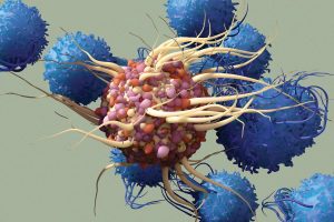 آلية تأثير أمراض المناعة الذاتية على الخصوبة