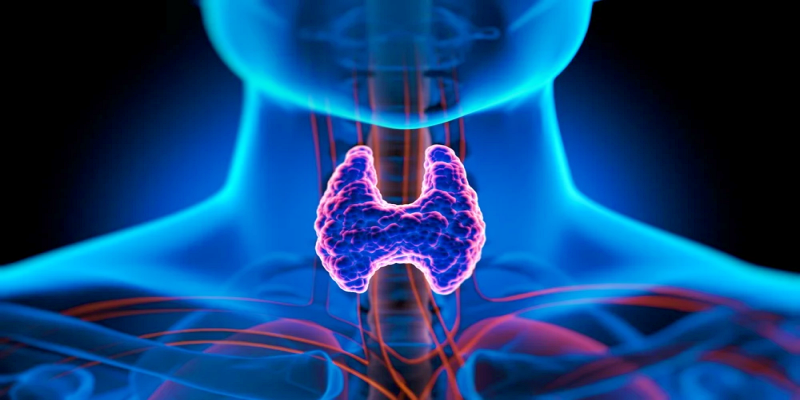 الحفاظ على صحة الخلايا والغدة الدرقية