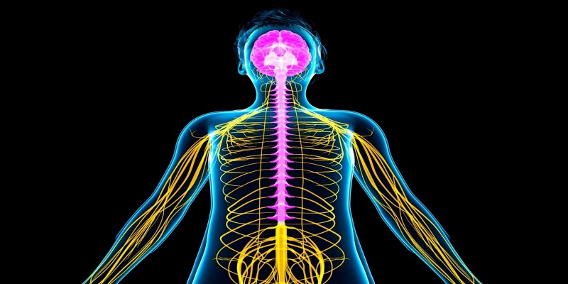 دعم صحة الجهاز العصبي والدماغ