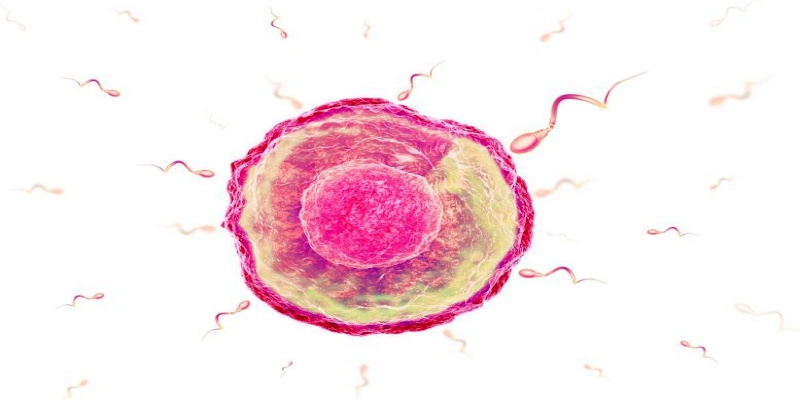 كيف تؤثر المضادات الحيوية على الخصوبة الأنثوية؟