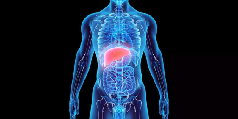 كيف يدعم الكلوروفيل عملية إزالة السموم من الكبد؟