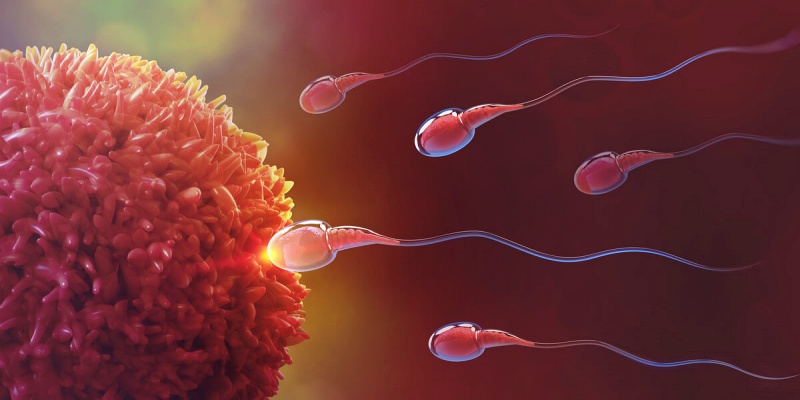 مرحلة الإخصاب وظهور الحمل