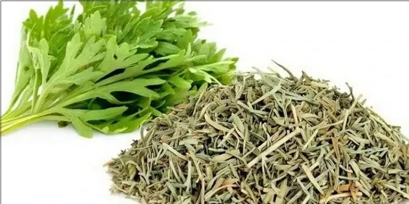 نبات الشيح