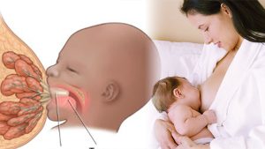 آلية انتاج الجسم لحليب الثدي