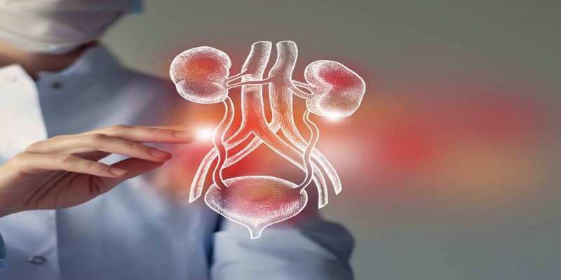 الآلية المثالية لدعم صحة المسالك البولية