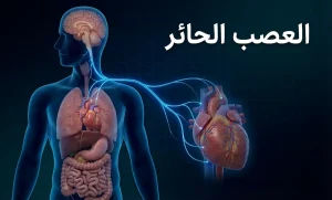 التأثير المتوقع للعصب الحائر على صحة القلب