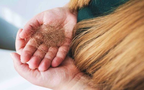 أطعمة تساعد على الحد من أزمة تساقط الشعر الموسمي